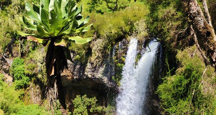A waterfall surrounded by lush greenery