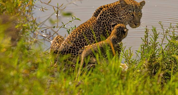 Leopard in a grassy area near water
