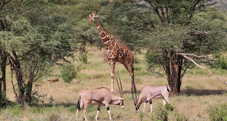 Giraffe and oryx under acacia trees in the savannah