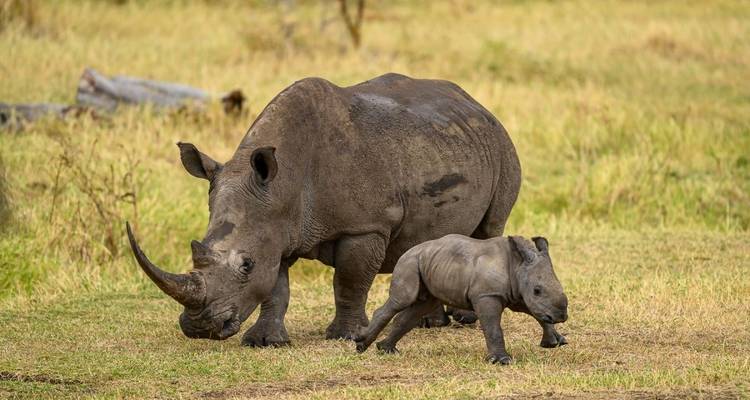 Mother rhino with a baby rhino walking on grass.