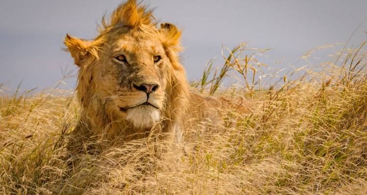 Lion resting in tall dry grass.