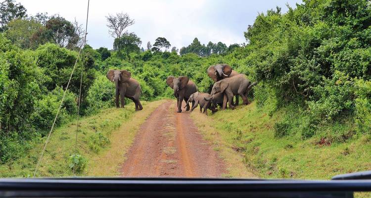 Herd of elephants crossing a dirt road in a forest area.