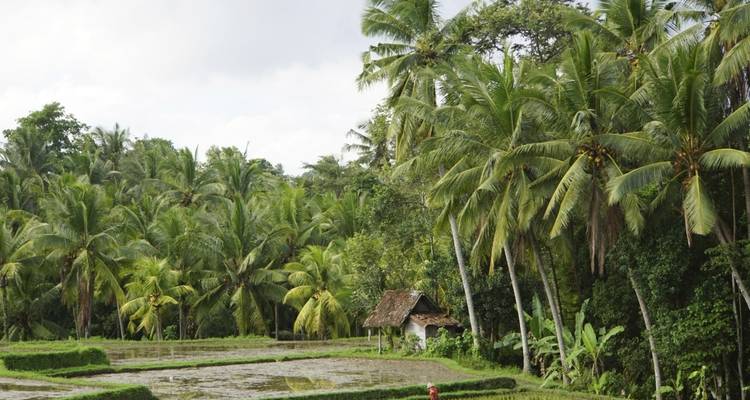 Üppige tropische Landschaft mit Palmen und Reisfeldern.