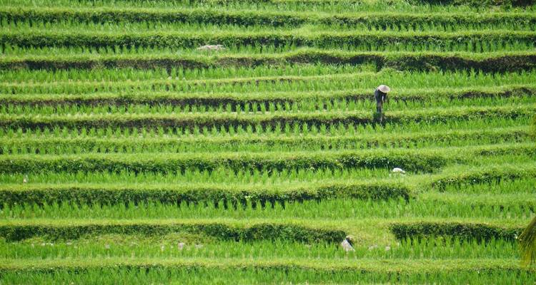 Terrazas de arroz verdes y exuberantes con un agricultor trabajando.