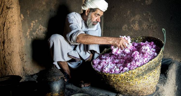 A man in traditional attire picking roses into a basket.