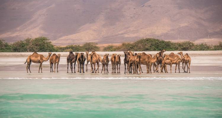Camels standing by the sea with mountains in the background.