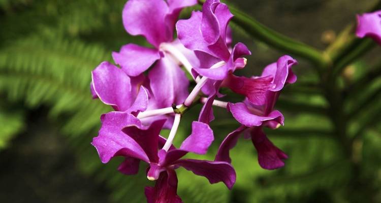 Close-up of pink flowers with green leaves.