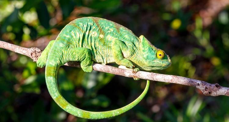 Een levendige groene kameleon op een tak.