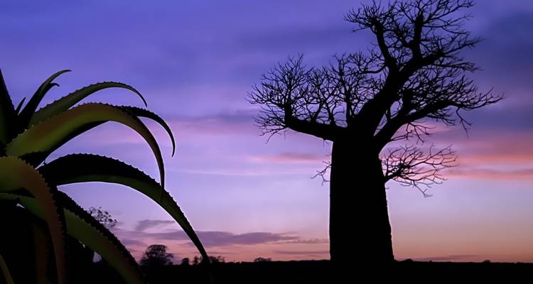 A stunning silhouette of a baobab tree and vegetation against a vibrant sunset sky.