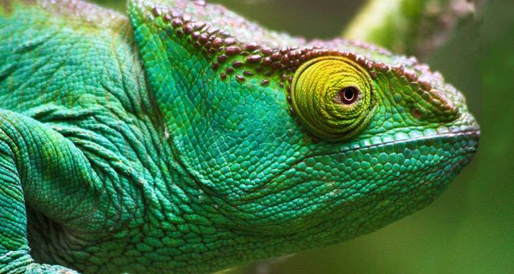 Close-up of a chameleon with a bright green scale pattern.