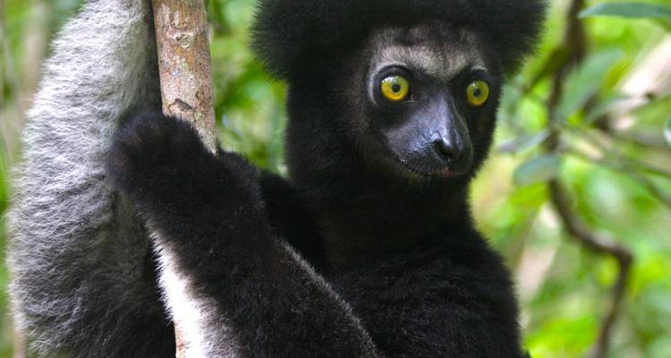 A close-up of a lemur clinging to a tree.