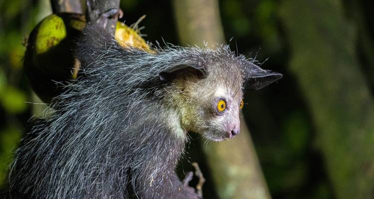 An aye-aye with notable features hanging from a tree.