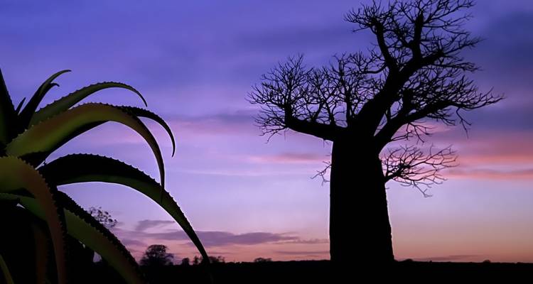 Silueta de árbol baobab contra un cielo crepuscular colorido.