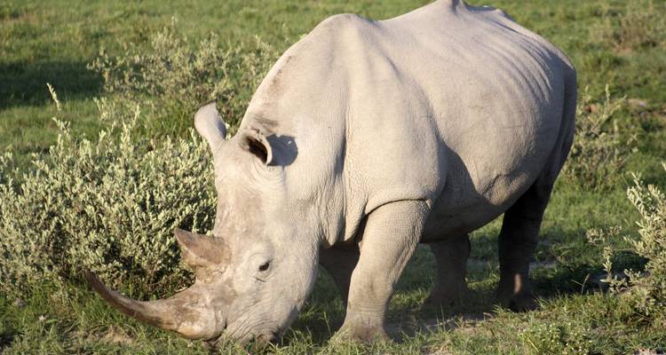 Close-up of a grazing rhino on a grassy field.