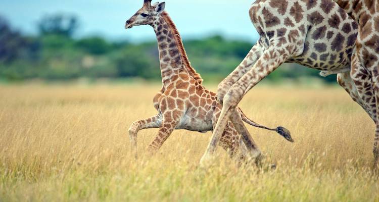 Baby giraffe walking in a grassy landscape alongside an adult.