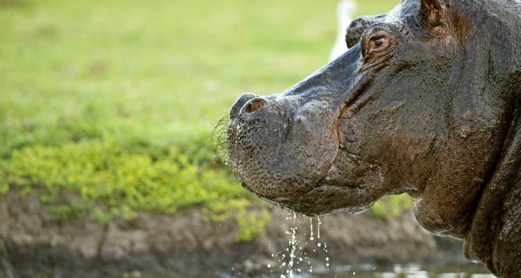 Close-up of a hippo with water dripping from its mouth.