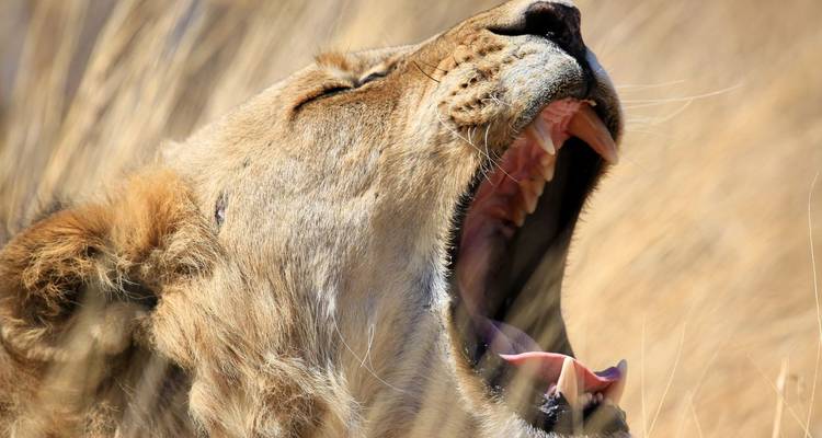 Lioness yawning with mouth wide open.