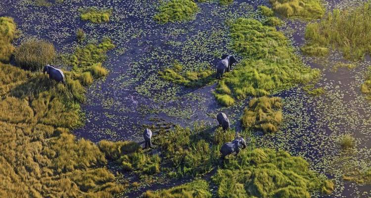 Aerial view of elephants wading through wetlands.
