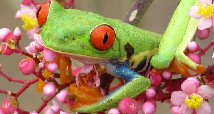 Rotäugiger Laubfrosch hockt zwischen leuchtend rosa Blüten.