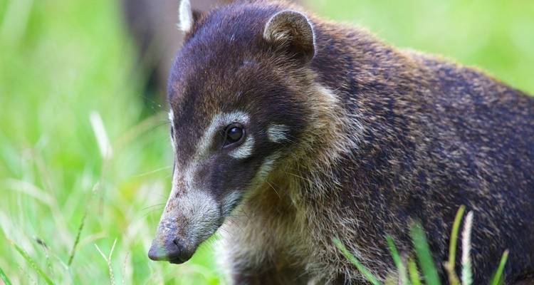 Nasenbär erkundet ein grasbewachsenes Gebiet.