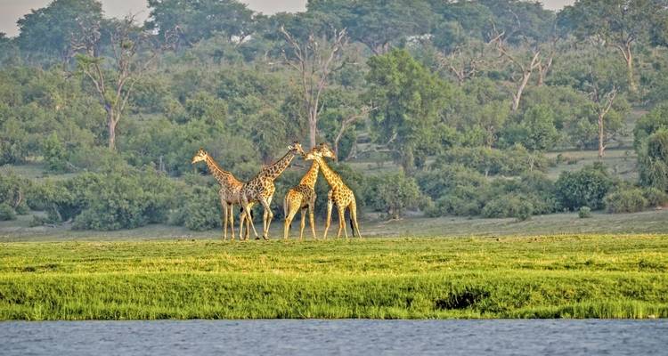 Grupo de jirafas paradas en la orilla herbosa de un río.