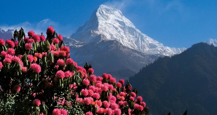 Mountain peak with pink flowers in the foreground.