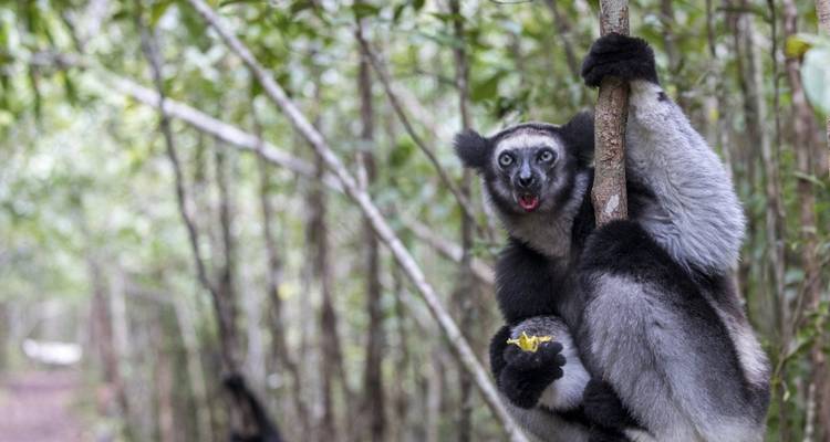 Indri lemur hangend aan een boom.
