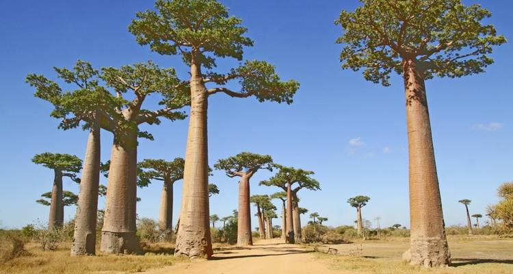 Baobabbomen langs een onverharde weg.