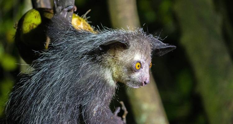 Aye-aye maki met gele ogen in een schemering gebied.