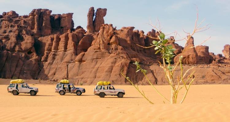 Three SUVs driving through the desert with a plant in foreground.