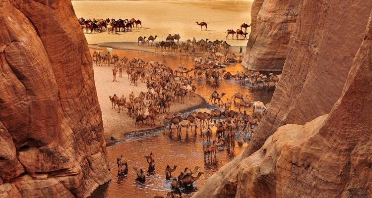Numerous camels gathering at a watering hole in a canyon.