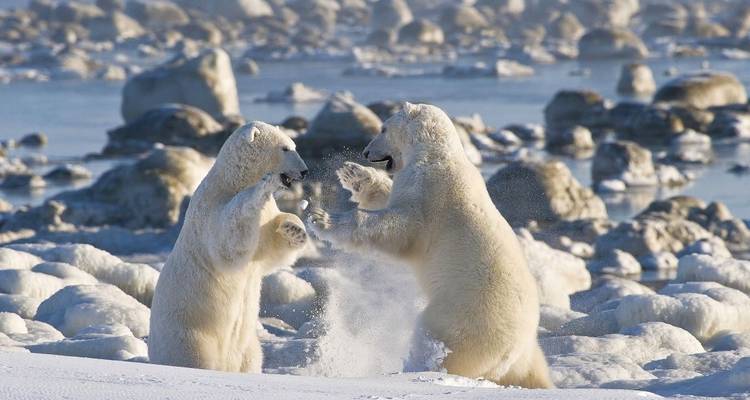 Two polar bears playfully sparring in a snowy setting.