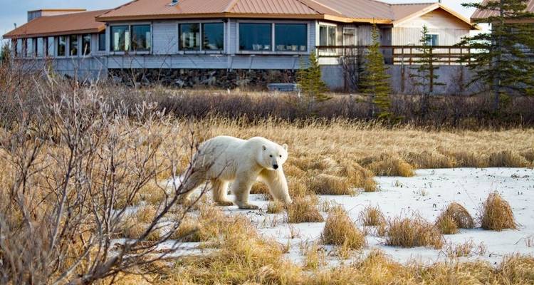 A polar bear near a lodge with a mix of snow and grass.