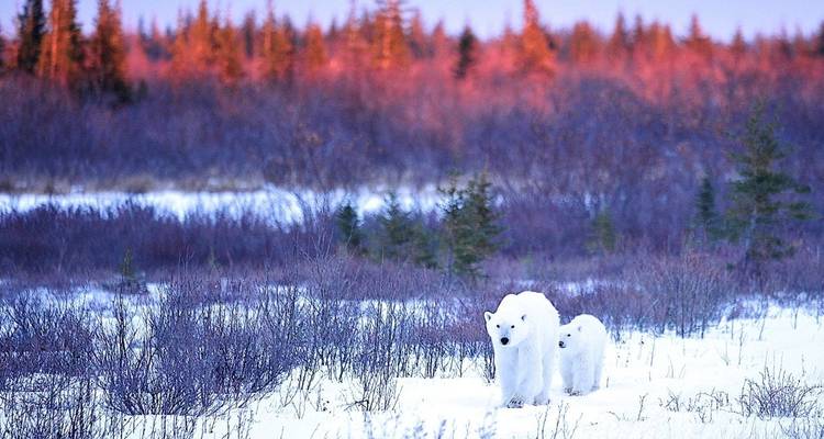 A polar bear with a stunning sunset backdrop.
