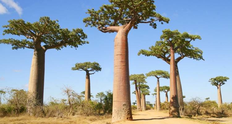 Majestueux baobabs dans un paysage aride sous un ciel bleu.