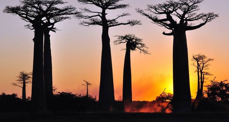 Silhouette de baobabs au coucher du soleil avec un ciel orange.