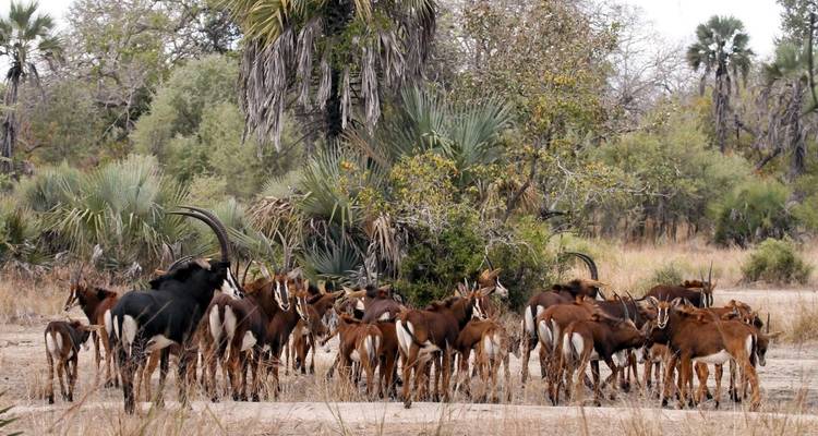 Herd of antelopes in a dry, bushy area.