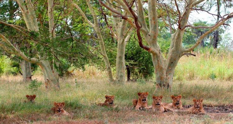 Pride of lions resting under trees.