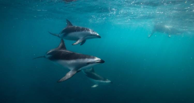 Photo sous-marine de dauphins nageant dans une eau bleue claire.