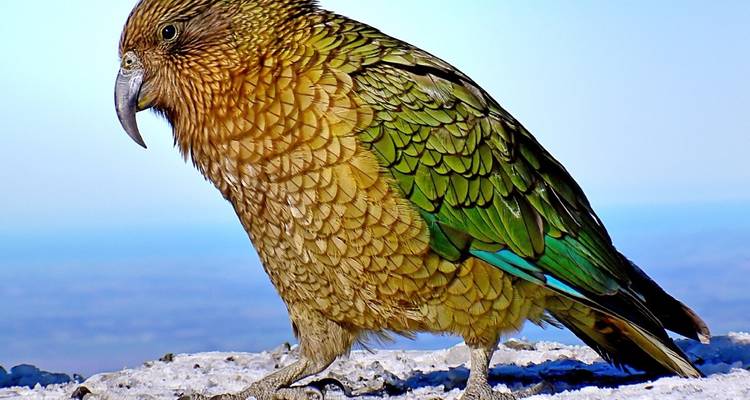 Gros plan d'un perroquet Kéa debout sur une surface rocheuse avec un ciel bleu dégagé.