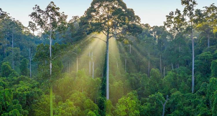 Sunlight filtering through a dense forest canopy.
**French translation:**
La lumière du soleil filtrant à travers une canopée forestière dense.