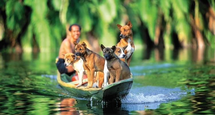 Personne dans un petit bateau avec des chiens sur une rivière.