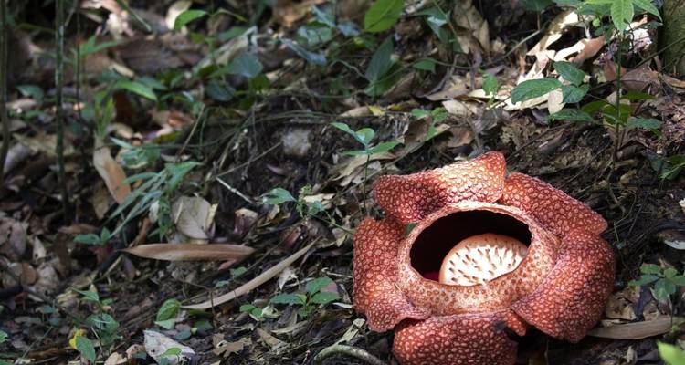 Fleur de Rafflesia en fleur dans une forêt.