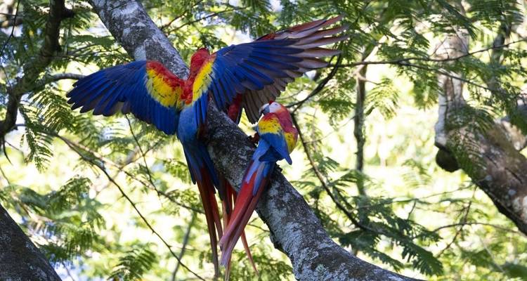Two colorful parrots perched on a tree branch.