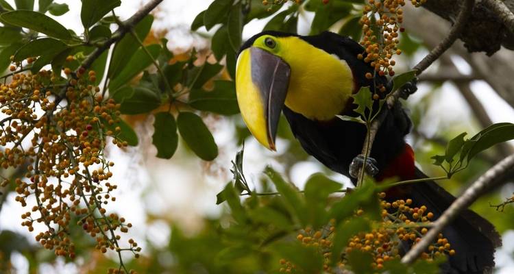 Toucan perched on a branch surrounded by greenery.