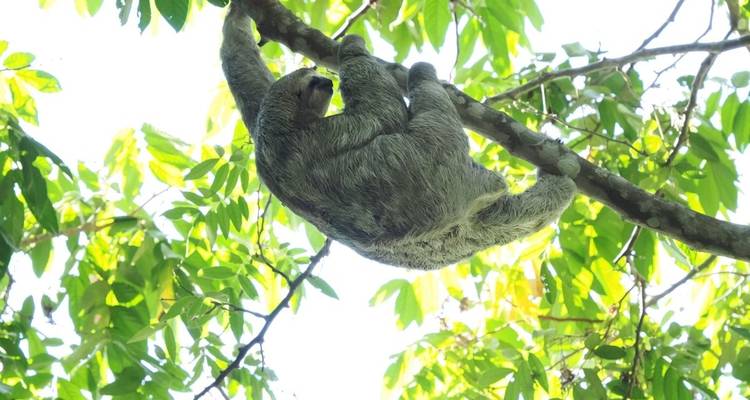 Sloth hanging from a tree branch in a forest.
