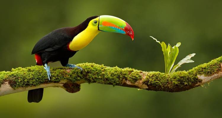 Colorful toucan perched on a mossy branch.