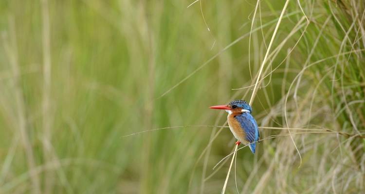 Un oiseau coloré perché sur un roseau.