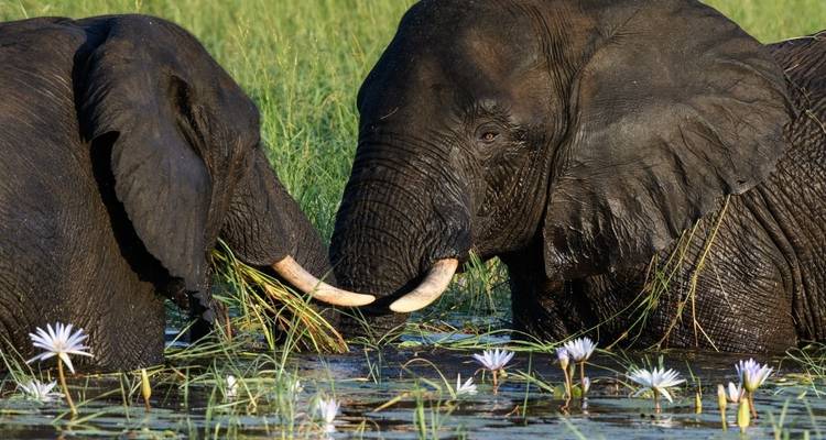 Deux éléphants interagissant dans l'eau.