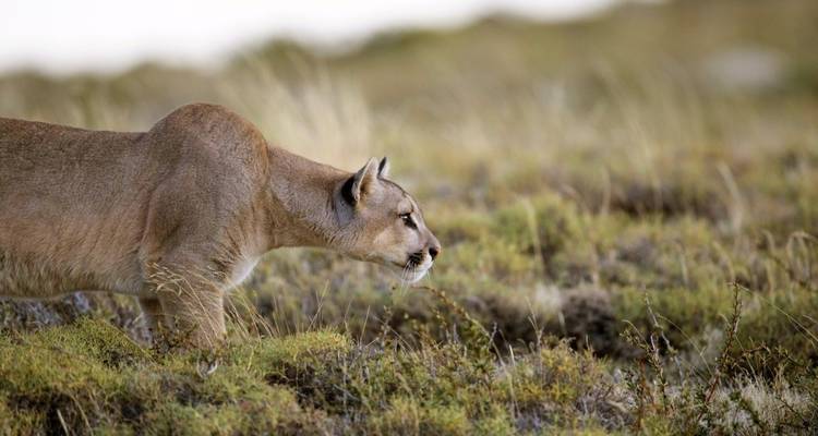 Puma merodeando por terreno herboso.